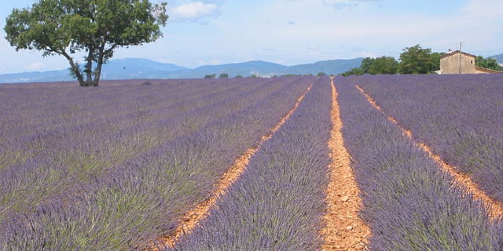 Week-end sur la route de la lavande en Provence